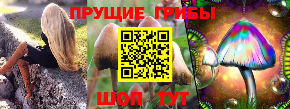 Курчалой  Псилоцибиновые грибы MAGIC MUSHROOMS  Вход с VPN 